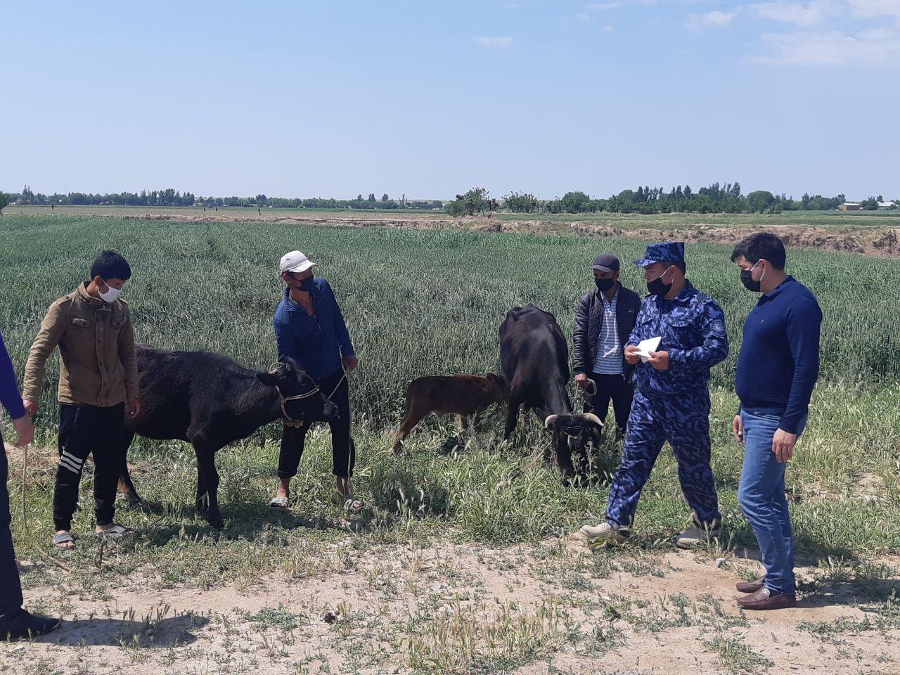 Sahovat va ko'mak: Qumqo'rg'on tumanidagi kam ta'minlangan oilalarga baraka kirdi.